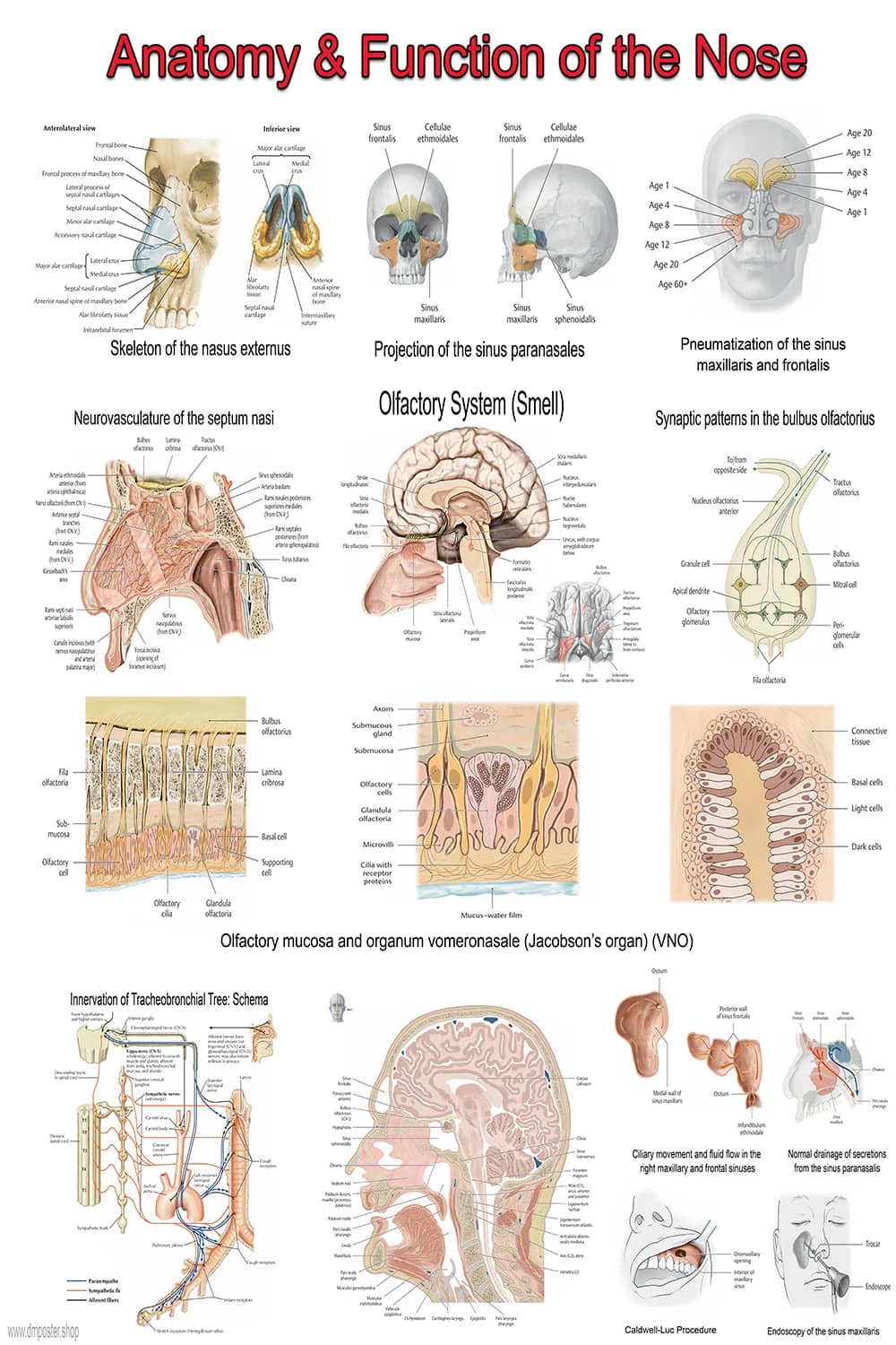 Detailed nose anatomy poster showing sinuses, olfactory system, nasal cavity, and neurovascular structures