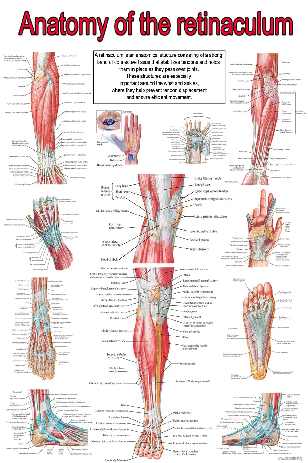 Retinaculum anatomy poster showing wrist, ankle, and tendon stabilization structures including flexor and extensor retinacula