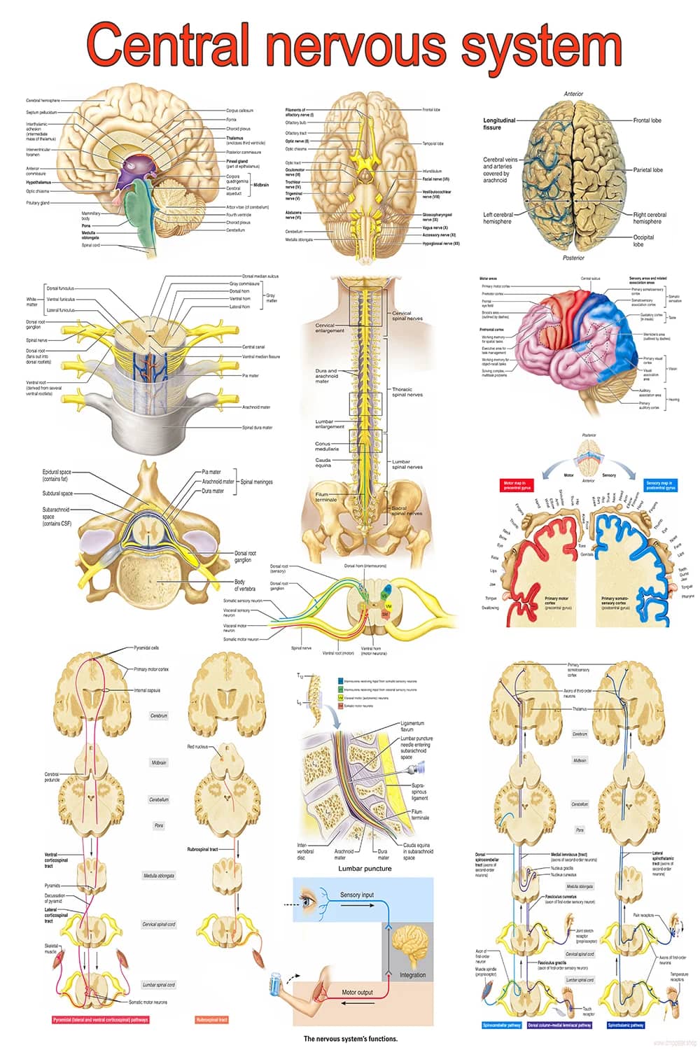 Central nervous system poster main view with brain, spinal cord, and neural pathways