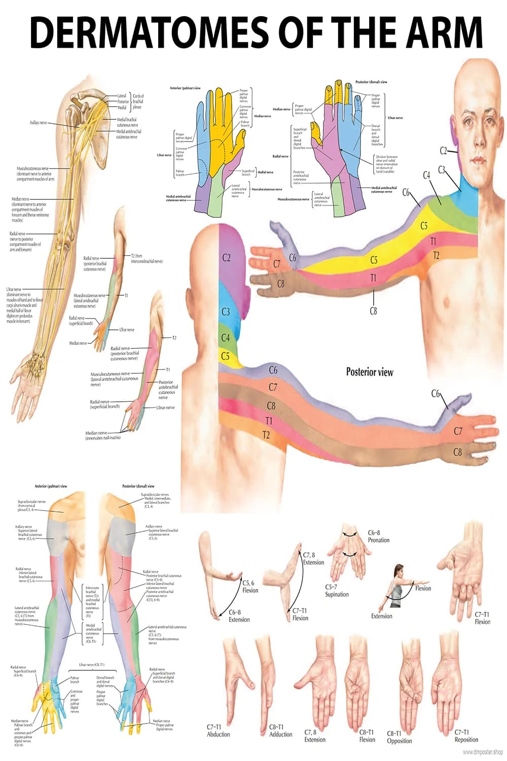 Dermatomes of the arm poster main view with upper limb sensory map
