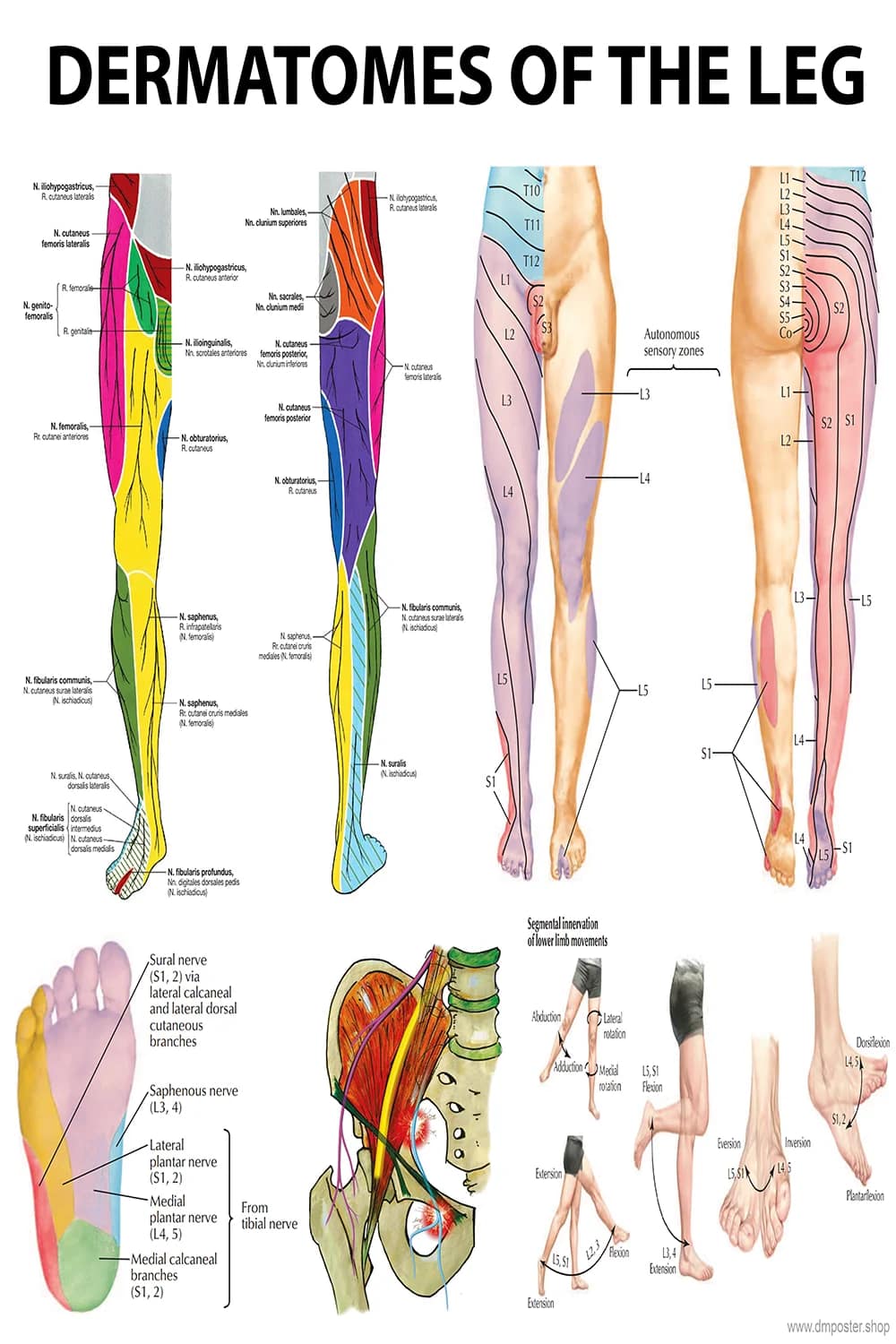 Dermatomes of the leg poster main view with lower limb sensory map