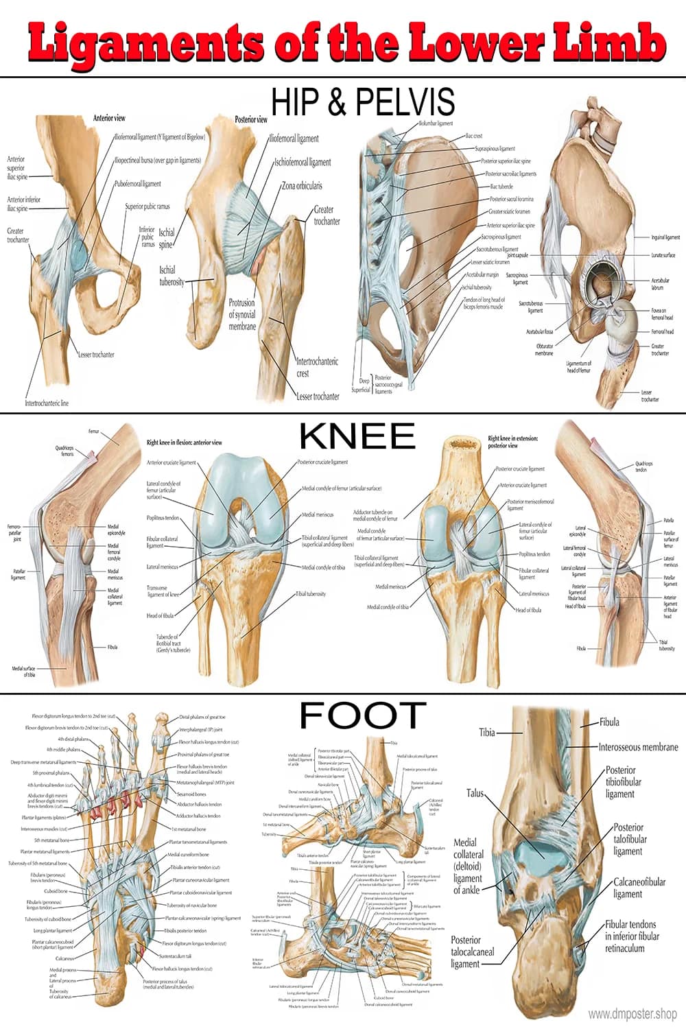 Lower limb ligaments poster main view with hip knee and foot ligament structures
