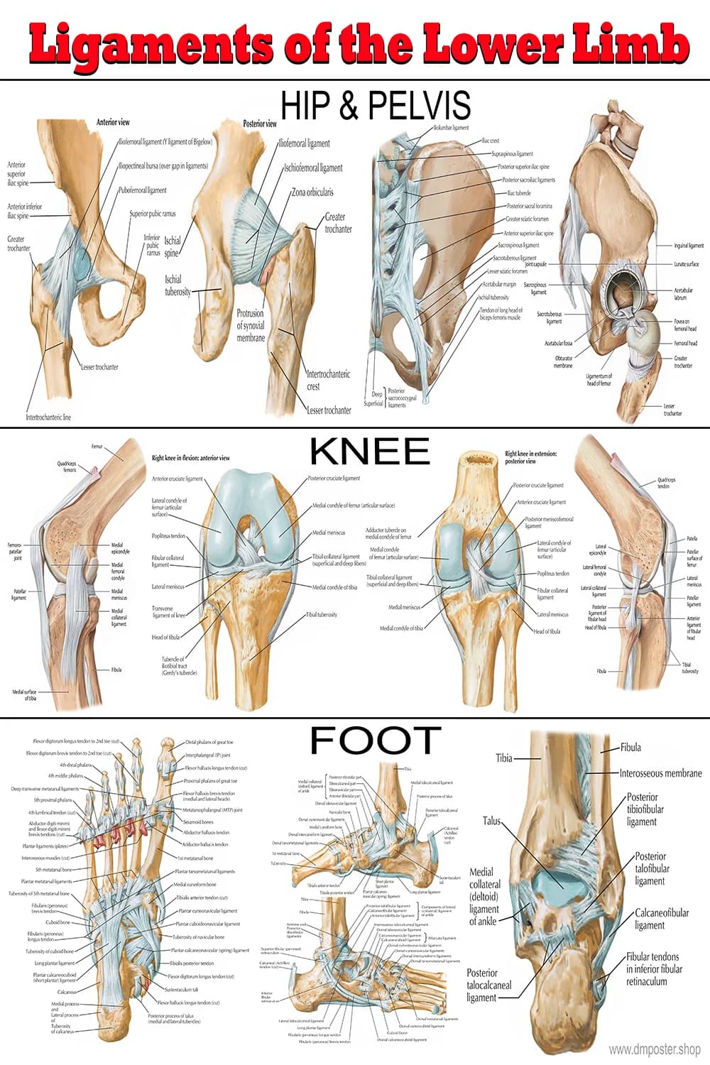 Lower limb ligaments poster main view with hip knee and foot ligament structures