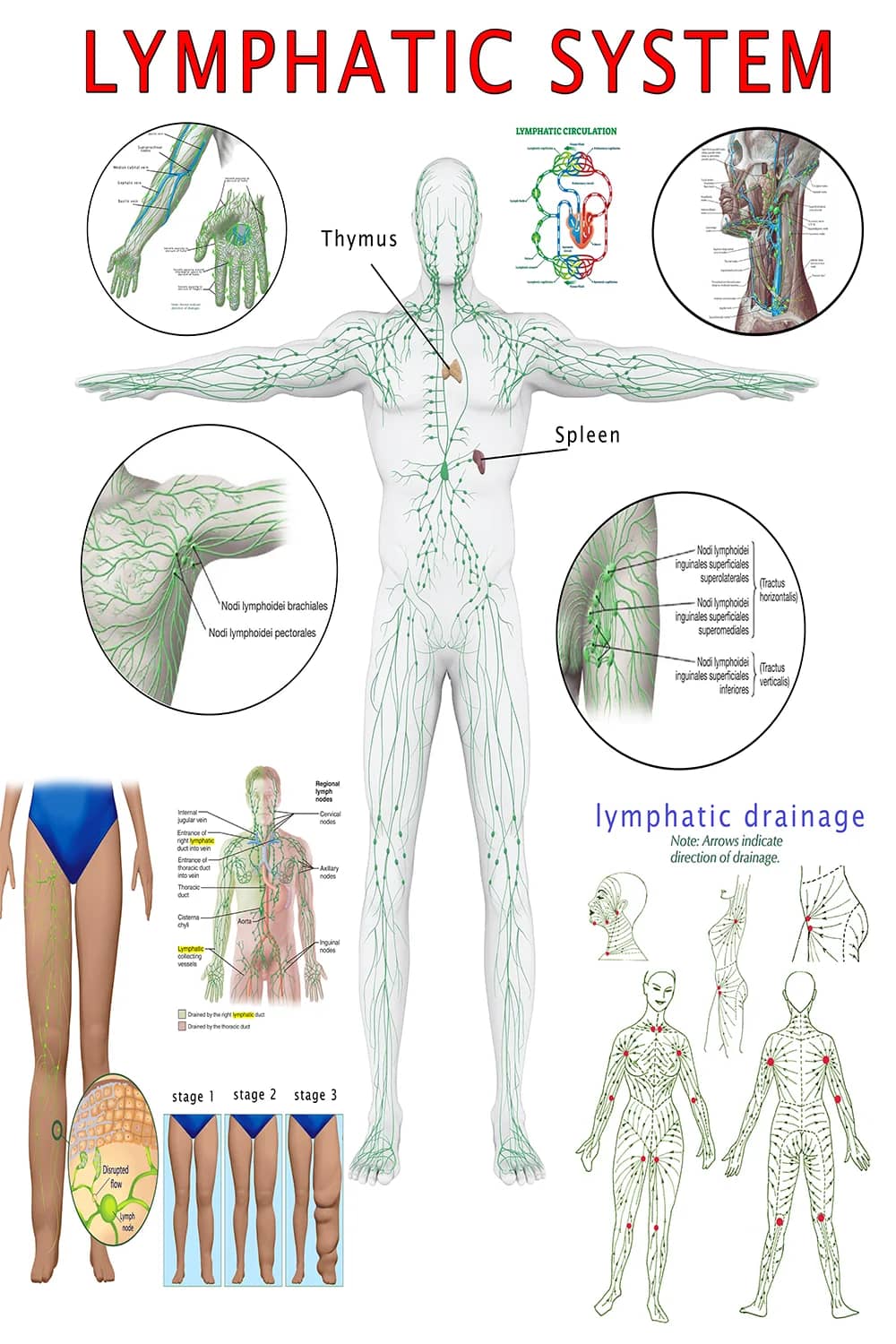 Lymphatic drainage poster main view with full-body flow directions and node regions