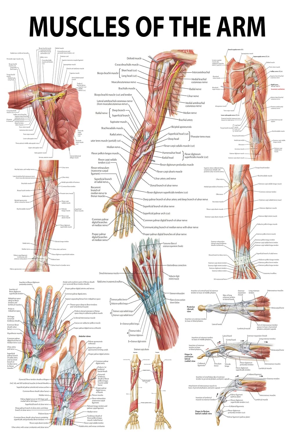 Muscles of the arm poster main view with upper limb, forearm, and hand anatomy