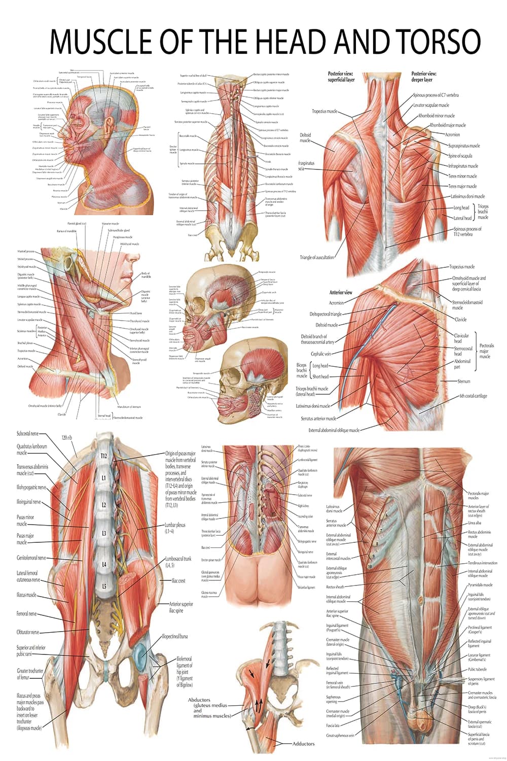 Anatomy poster showing muscles of the head, neck, back, chest, and torso