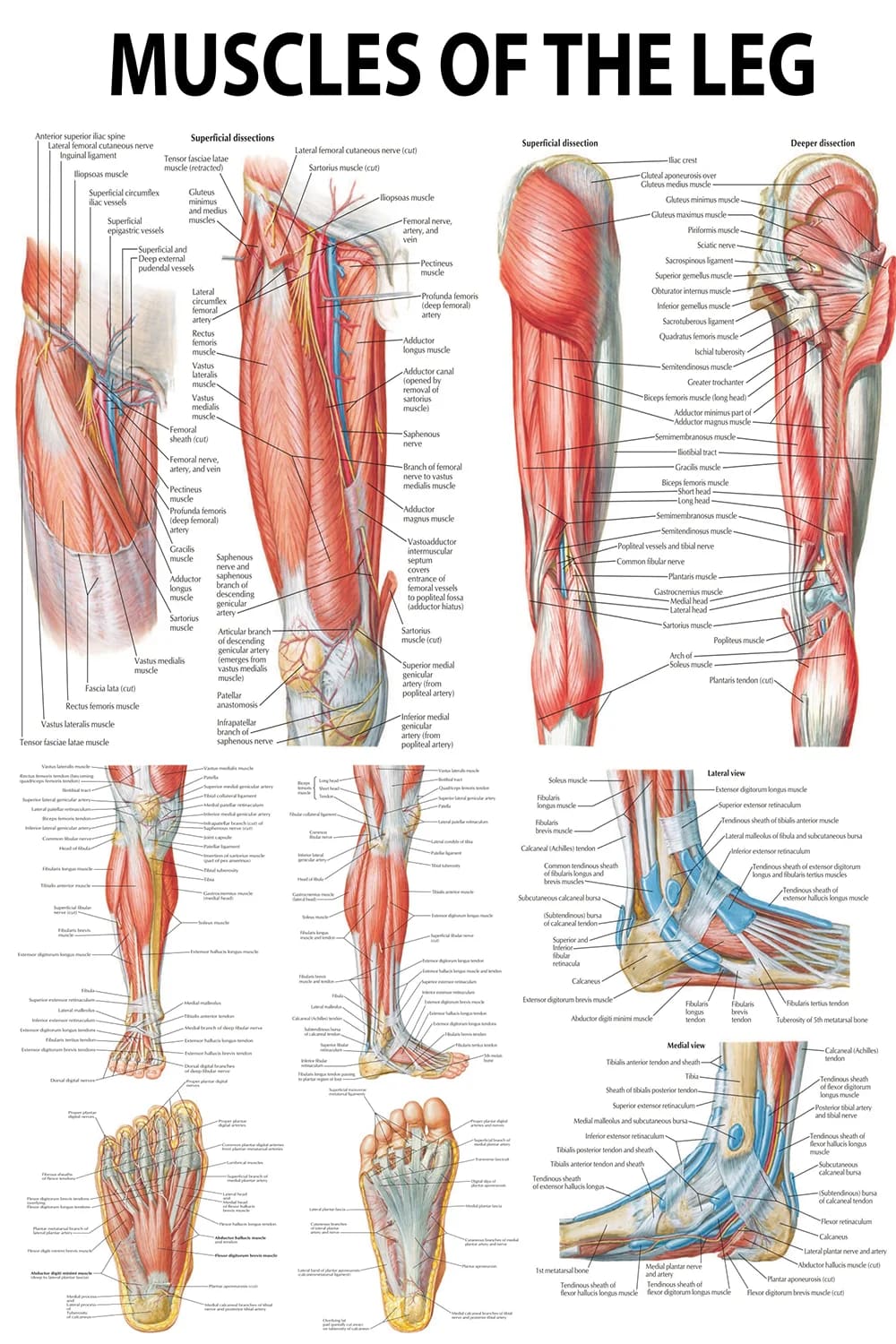 Leg muscle anatomy poster showing thigh, calf, and foot muscle groups