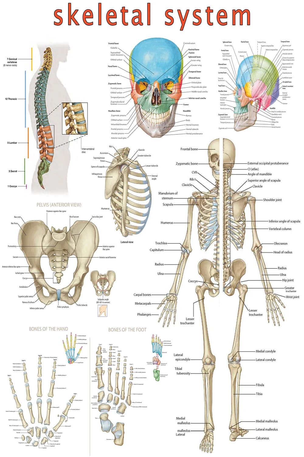 Skeletal System anatomical poster main view